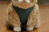 ムキッ…マッスル感が溢れてしまった…！可愛すぎる猫さんが話題