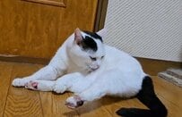 毛づくろいが終わった猫さん　「まさかの表情」に笑ってしまう