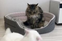ワンピースに登場しそうな猫現る…完璧な「倒れ方」に注目殺到