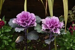 【冬のガーデニング】正月だけじゃない！おしゃれで華やか「ハボタン」の育て方