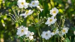 【節約ガーデニング】植えっぱなしで一年中白い花が咲く「ホワイトガーデン」多年草・低木10選