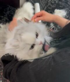 ママにブラッシングしてもらった猫　予想外すぎる「お返し」に笑ってしまう