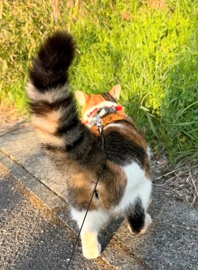 お散歩を満喫するうみちゃん