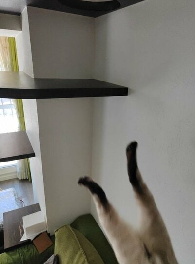 投稿の画像
