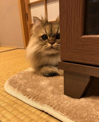 隠れてるけれど、隠れきれてないパピコくん