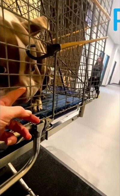 保護され、動物病院に運ばれたミカ