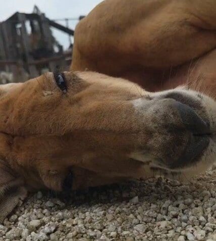 【東武動物公園】「飼育員は見た」仰向けで爆睡するアカカンガルー飼育員が撮影した超近接映像を公開「鼻と口のアップも」（埼玉県）