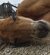 【東武動物公園】「飼育員は見た」仰向けで爆睡するアカカンガルー飼育員が撮影した超近接映像を公開「鼻と口のアップも」（埼玉県）