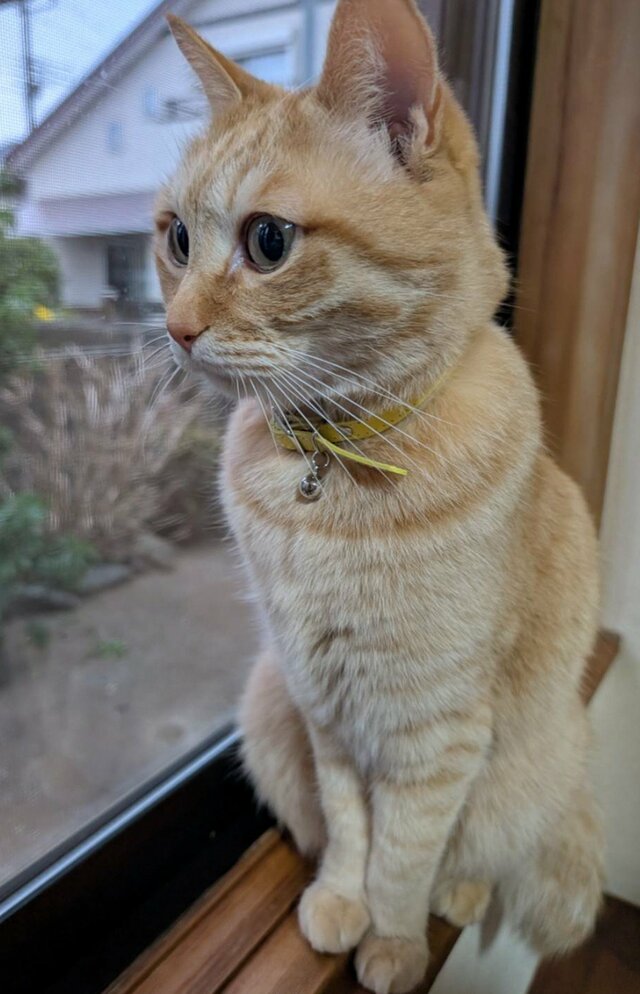 【まさか】眠る美猫をよく見ると→“意外すぎる寝顔”に思わず笑ってしまう人続出！