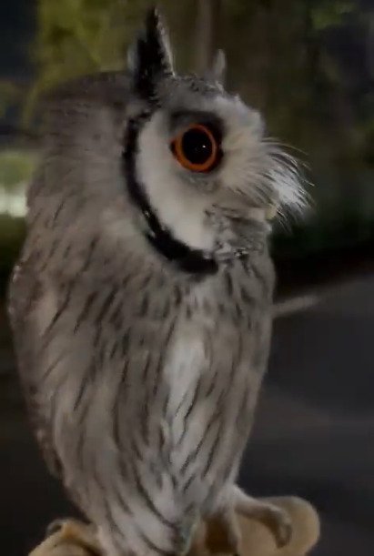 【警戒中のフクロウ】飼い主さんを“守る姿”がかわいい！ボディーガードのような行動に注目