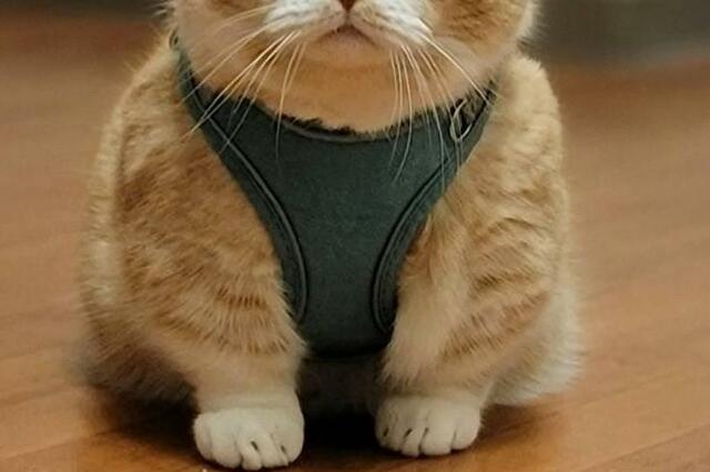 ムキッ…マッスル感が溢れてしまった…！可愛すぎる猫さんが話題
