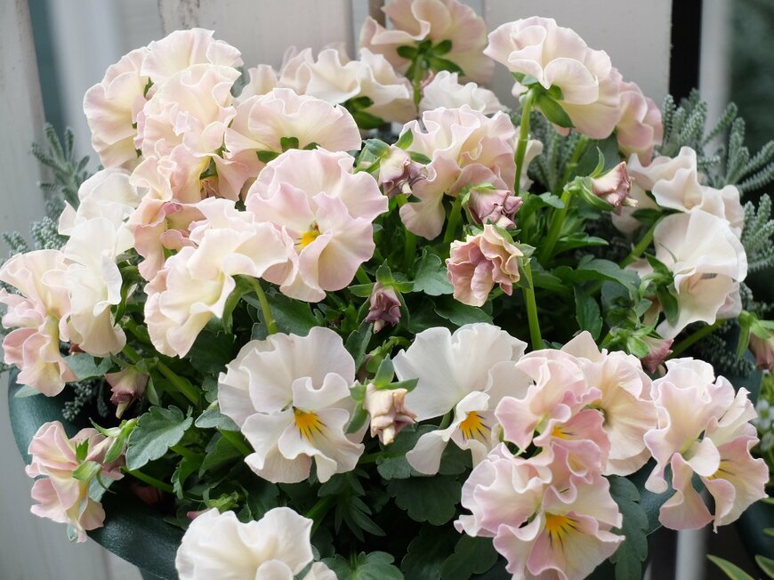 LIMOガーデニング部撮影