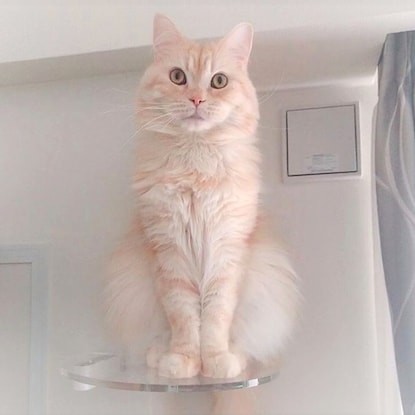 出所：ニトリ公式通販ニトリネット コーナーステップ（クリア CATROAD+） 