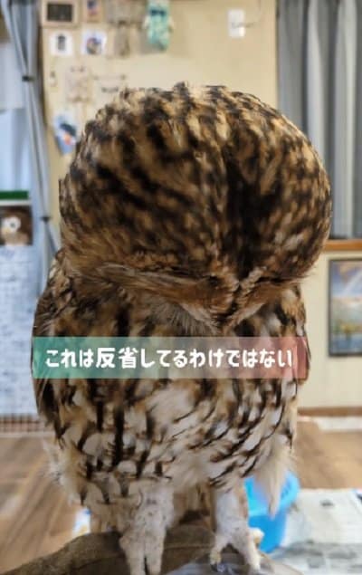 出所:@mori_luna_tawny_owl