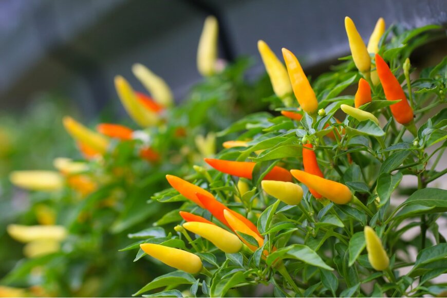 Passakorn Umpornmaha/shutterstock.com