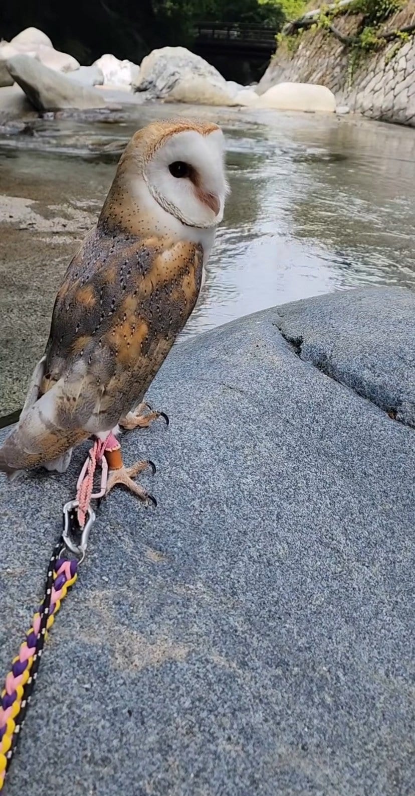 出所：@miki4wan108