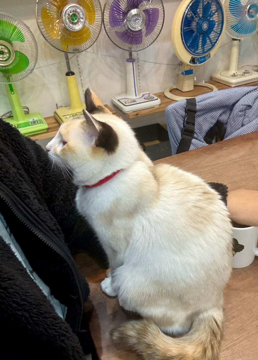 「おはよ～」起床直後に近づいてきた猫さん　甘えん坊すぎる行動に思わず悶絶