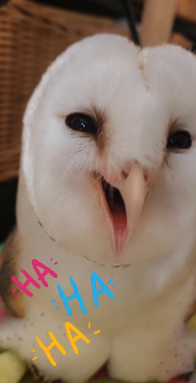 出所：@miki4wan108