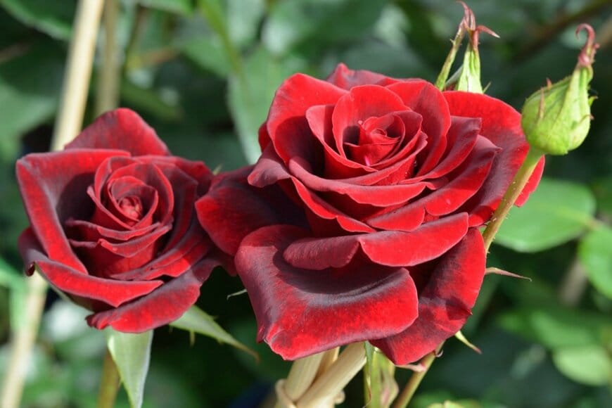 Walter Erhardt/shutterstock.com