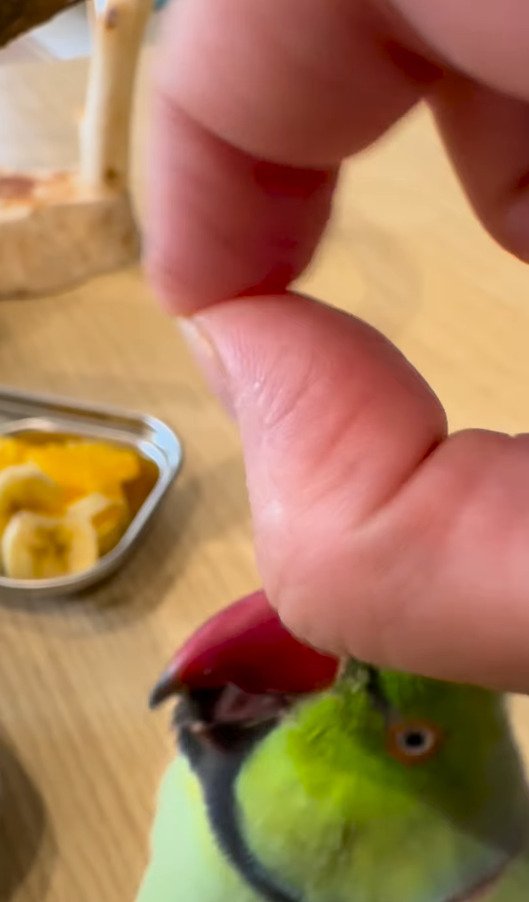 出所：@zundamame_cockatiel