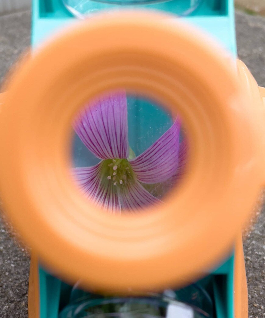 出所：パルグループ公式ファッション通販サイト 3COINS 観察キット