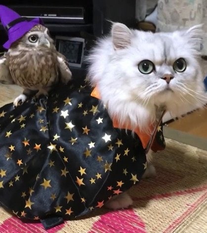 「フクロウ」と「猫」がハロウィンの仮装をしたら……「まるで魔法」!? ふたりの〈意外な関係性〉に11万6000回再生の大注目!