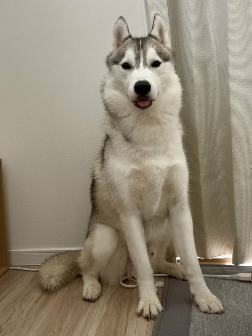 出所：@husky_0319