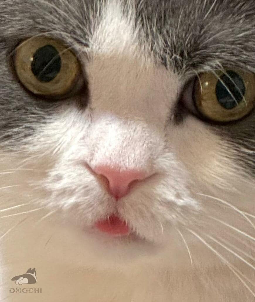 出所：@omochiomoching