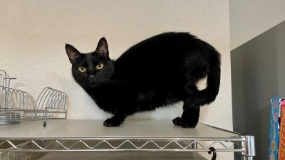 出所：＠Teagle_Noir