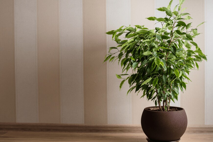 Ilina Yuliia/shutterstock.com