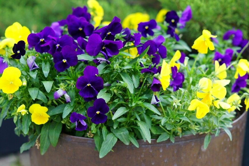 パンジー　IKvyatkovskaya/istockphoto.com