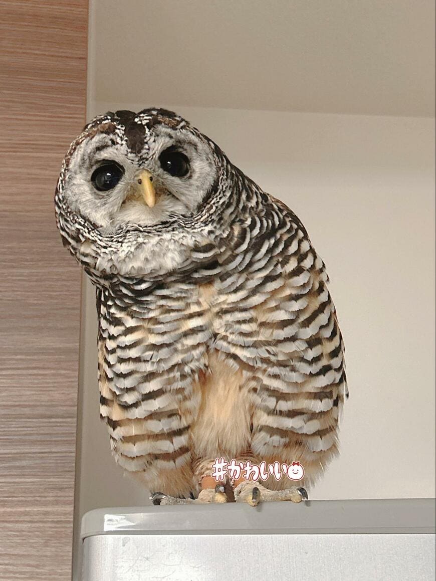 【何かが気になるフクロウ】冷蔵庫の上からジーっ……　一心不乱にどこかを見つめる姿がかわいい