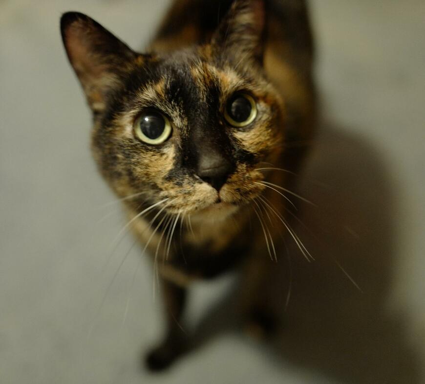 出所：@puchuco709