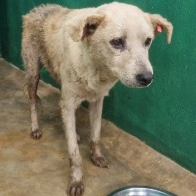 「ずっと路上で生きてきた老犬」保護されて穏やかな老後を過ごせるように…　安全な場所でくつろぐ姿に胸を打たれる