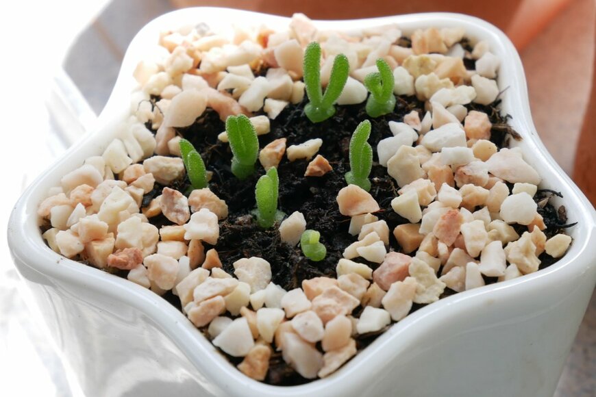 KALAkea/istockphoto.com