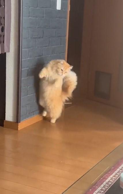 出所：@NEKOLAND13