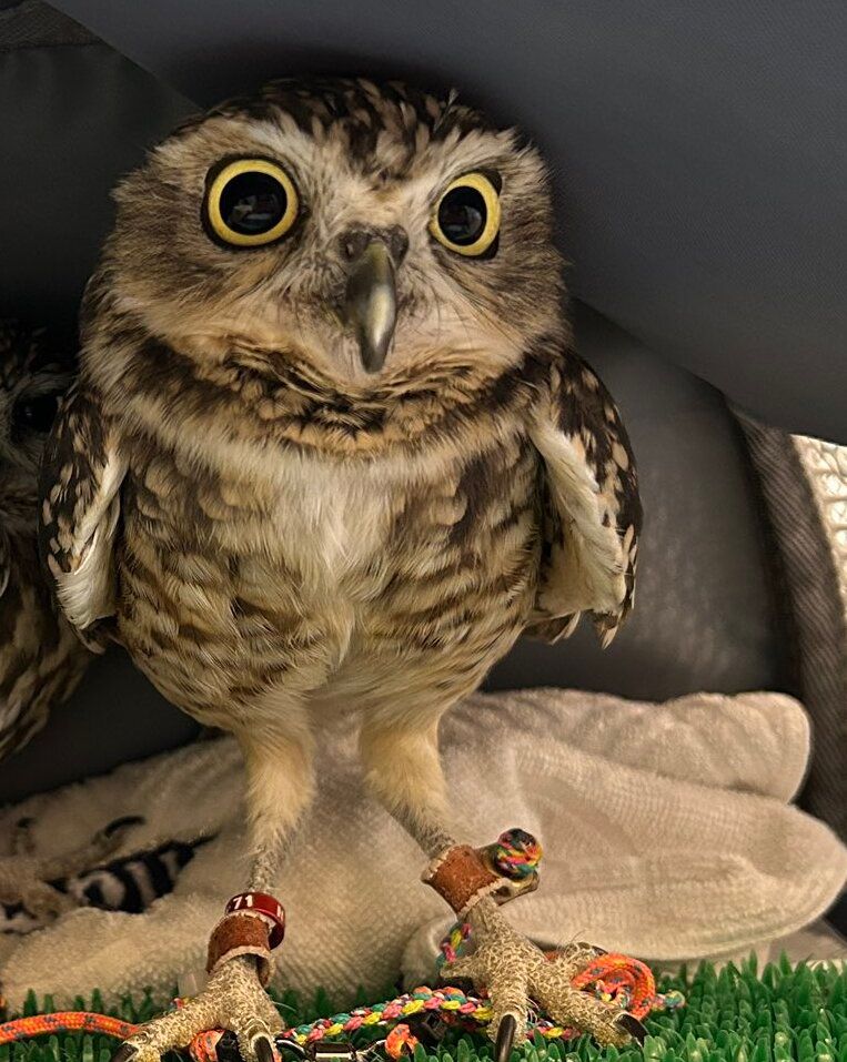 出所：@chimaki_anahori