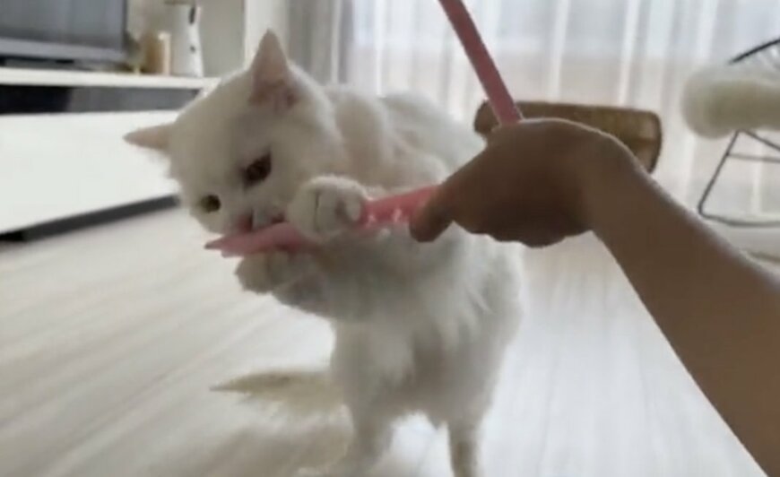 出所：@meltube_cat