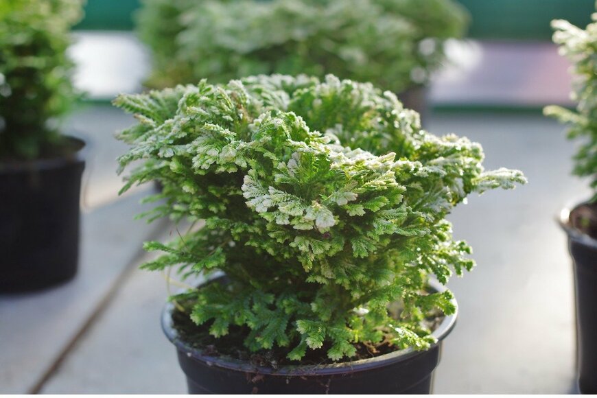 Julia Senkevych/istockphoto.com