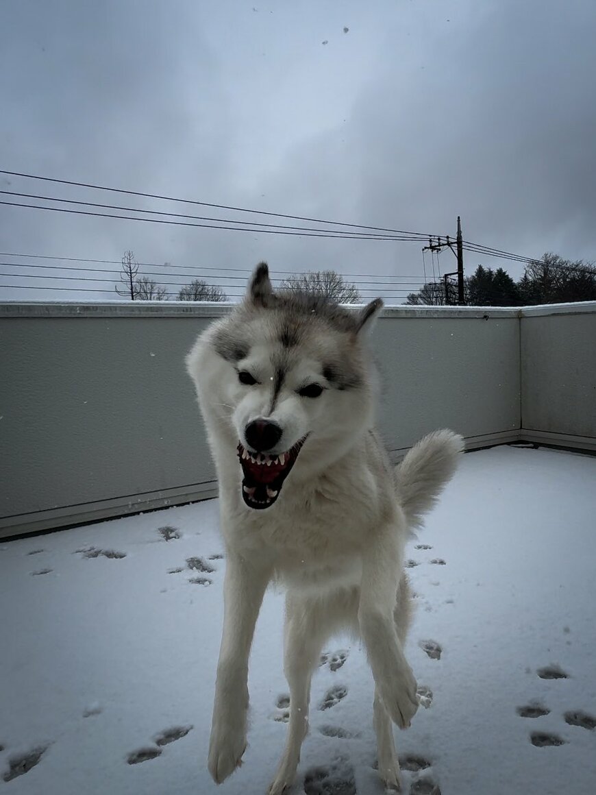 普段はかっこいい姿を見せてくれるハスキー犬、入浴中の意外な姿になんだかホッコリ