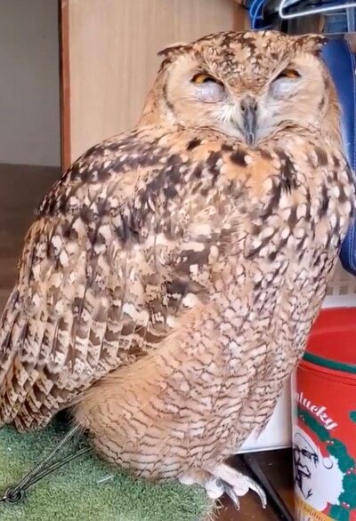 出所：@NORIKO_Rye