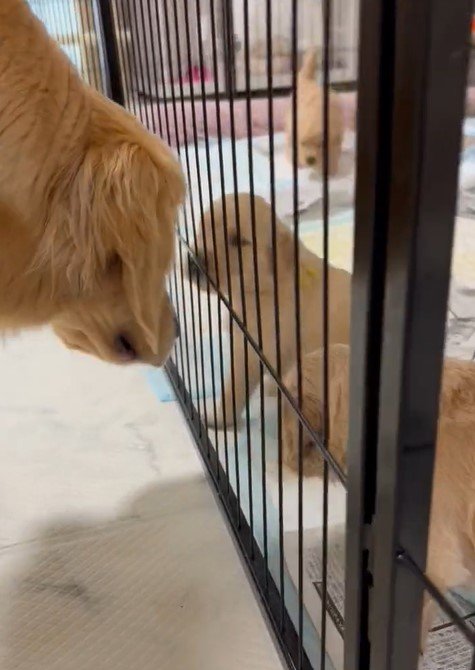 出所：@pu_channeldesu