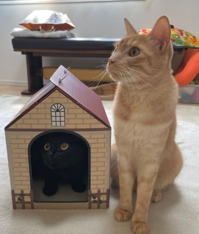 出所：＠Teagle_Noir