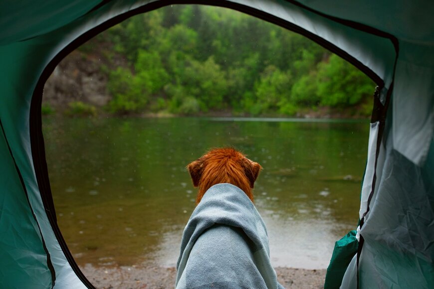 dezy/shutterstock.com