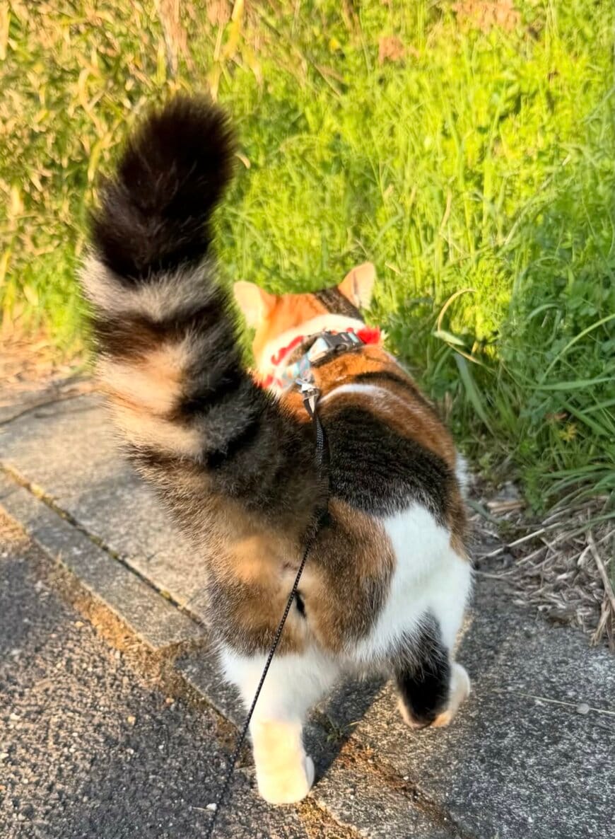 出所：@boku_to_umi