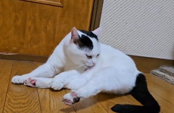 毛づくろいが終わった猫さん　「まさかの表情」に笑ってしまう