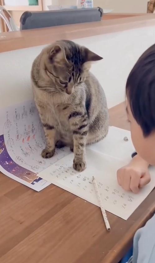 出所：@omame_mamegram