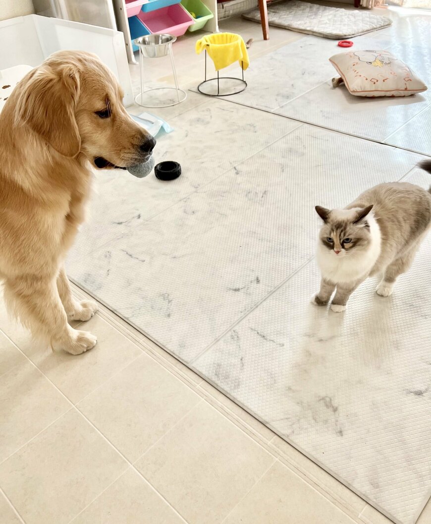 出所：@pu_channeldesu