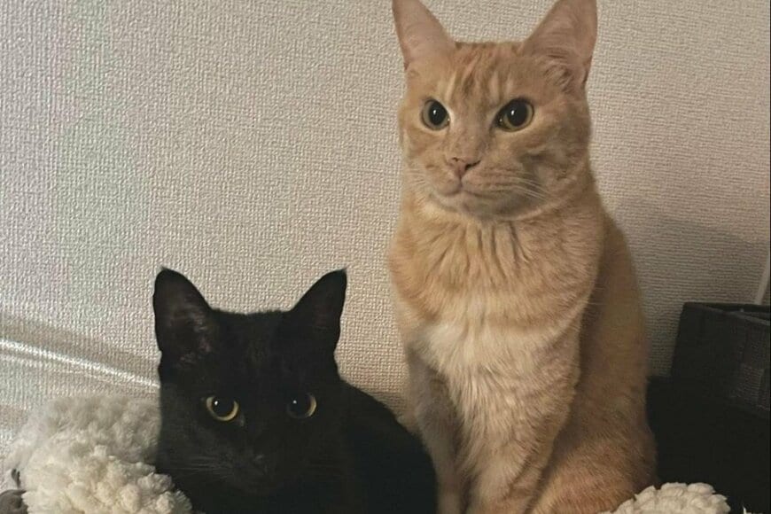 仲の良い2匹の猫が「心待ちにしていたもの」が話題　猫に構ってもらえなくなった飼い主が嘆く…
