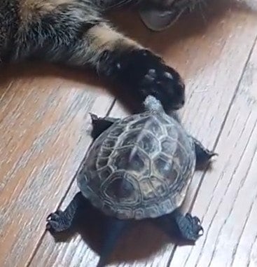 出所：@Mh0MLiErcV8E97C